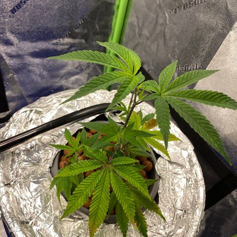 Wedding Cake growlog photo: 1 day after topping