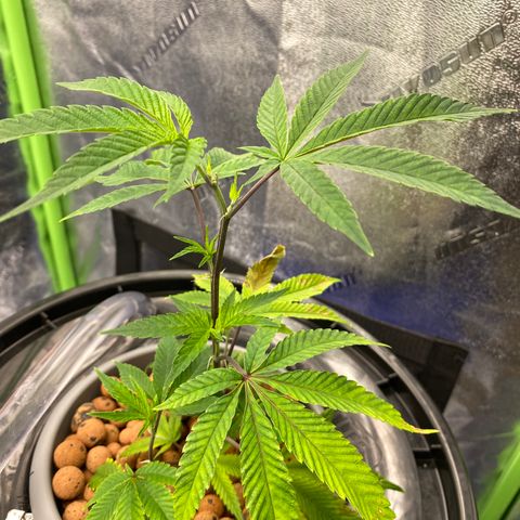Wedding Cake growlog photo: Topped