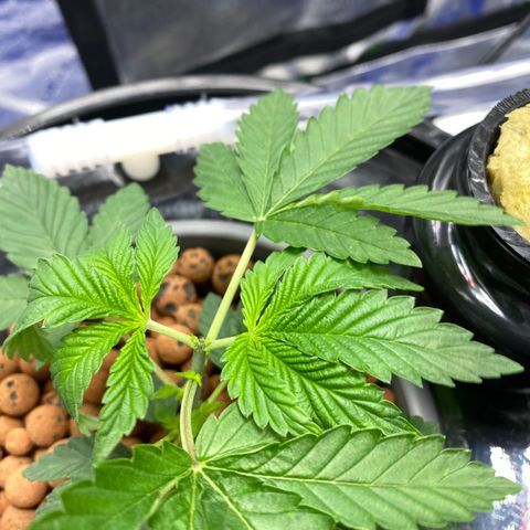 Purple Tahoe Alien growlog photo: Topped recovery