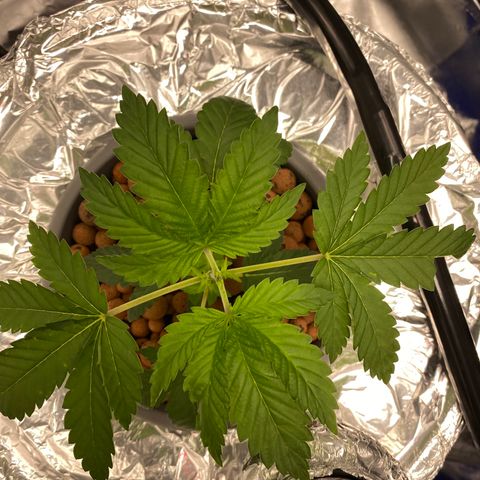 Purple Tahoe Alien growlog photo: Recovering