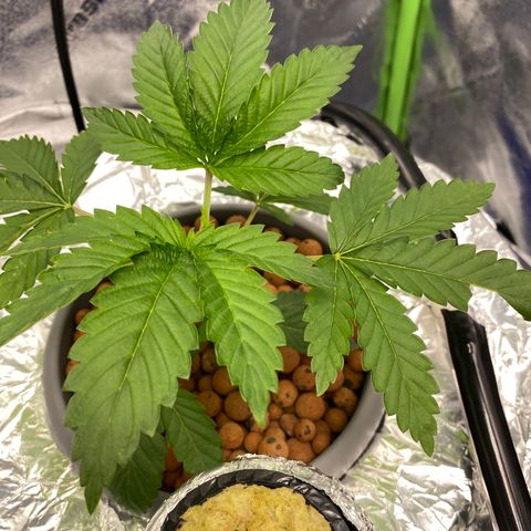 Purple Tahoe Alien growlog timeline photo