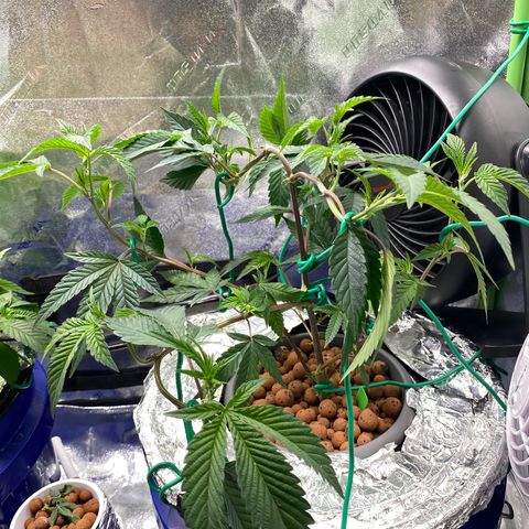 Wedding Cake growlog photo: Last week of veg. Planning on flipping to 13/12 on Friday October 1st