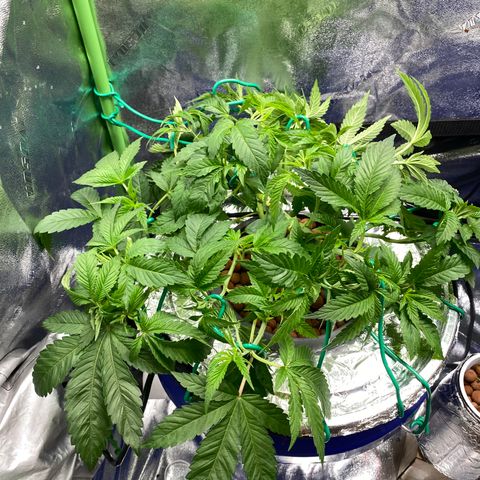 Purple Tahoe Alien growlog photo: Last week of veg. Planning on flipping to 13/12 on Friday October 1st