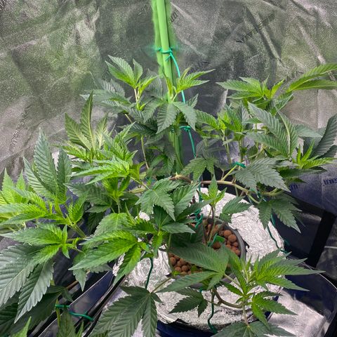 Wedding Cake growlog timeline photo