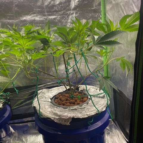 Wedding Cake growlog timeline photo