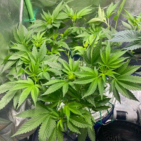 Purple Tahoe Alien growlog timeline photo