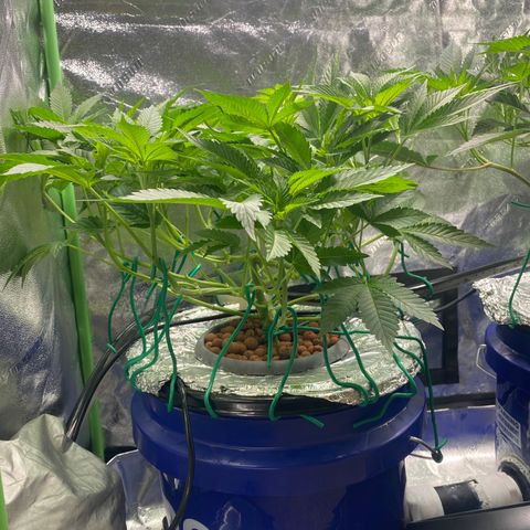 Purple Tahoe Alien growlog timeline photo