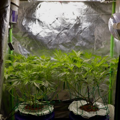 Wedding Cake growlog photo: Growing tall
