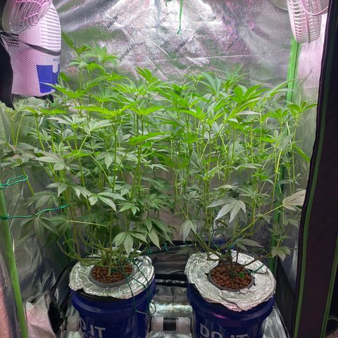 Wedding Cake growlog photo: Day 1 of week 3 of flowering. Defoliation to increase light to lower bud sites but not heavily.