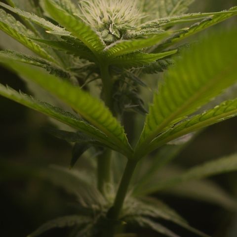 Purple Tahoe Alien growlog photo: Week 4