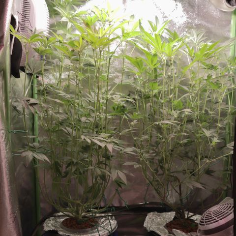 Wedding Cake growlog photo: Week 4