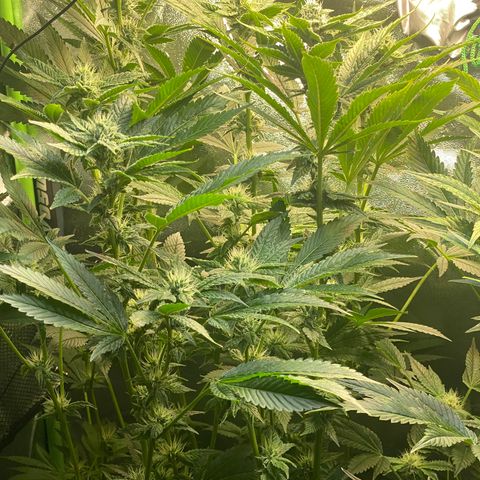 Purple Tahoe Alien growlog timeline photo