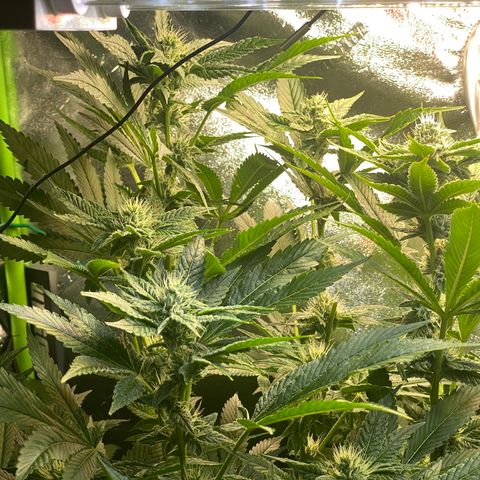 Purple Tahoe Alien growlog timeline photo