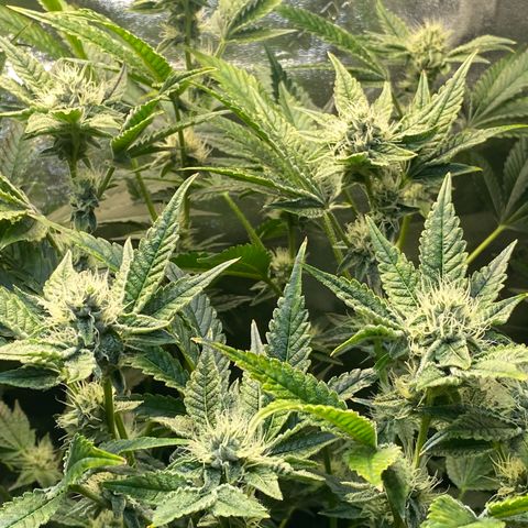 Wedding Cake growlog timeline photo