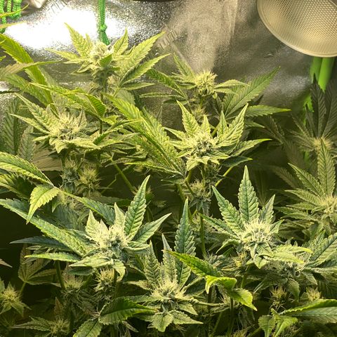 Wedding Cake growlog timeline photo