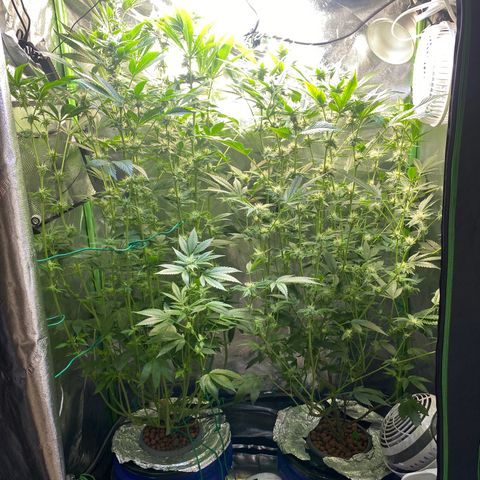 Wedding Cake growlog timeline photo