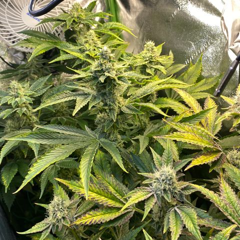 Purple Tahoe Alien growlog timeline photo