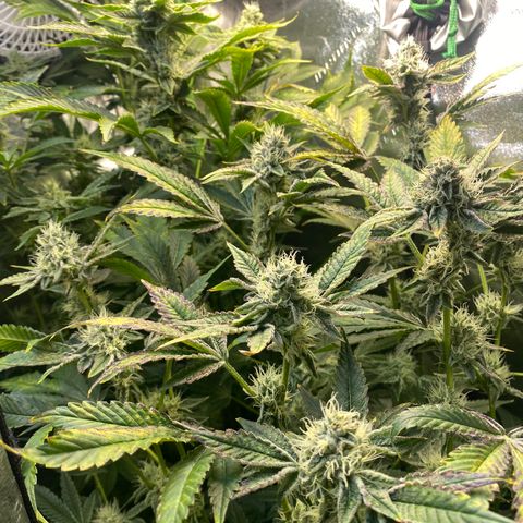 Wedding Cake growlog timeline photo