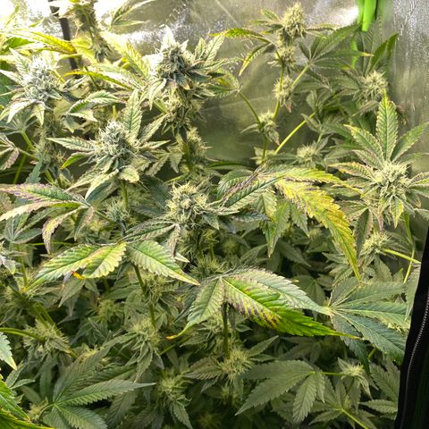 Wedding Cake growlog timeline photo