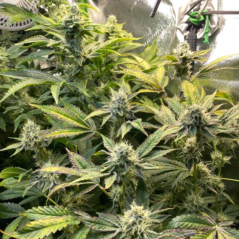 Wedding Cake growlog timeline photo