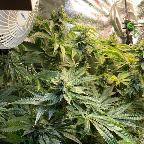 Purple Tahoe Alien growlog photo: Getting there