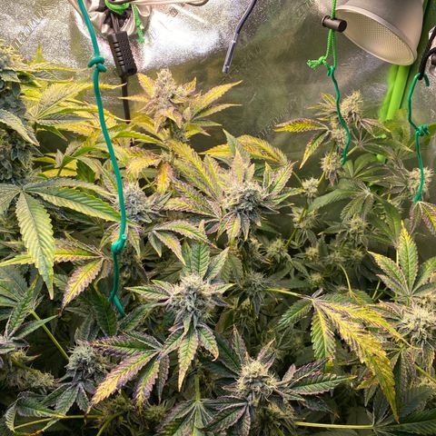 Wedding Cake growlog timeline photo
