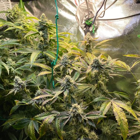 Wedding Cake growlog photo: Almost ready 