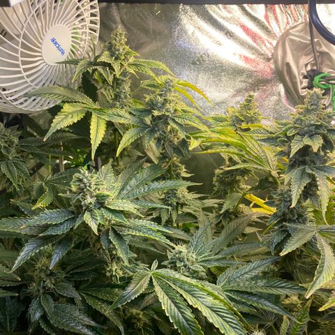 Purple Tahoe Alien growlog photo:  Gonna start flush tomorrow. Planning to do first two days of flush give them standard light and on 3rd & 4th day no lights during flush… (48 hrs of darkness) then harvest on Thursday December 2nd