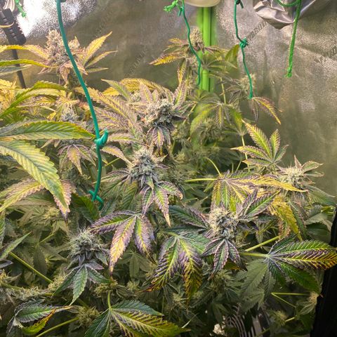 Wedding Cake growlog photo:  Gonna start flush tomorrow. Planning to do first two days of flush give them standard light and on 3rd & 4th day no lights during flush… (48 hrs of darkness) then harvest on Thursday December 2nd