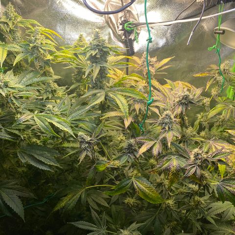 Wedding Cake growlog photo:  Gonna start flush tomorrow. Planning to do first two days of flush give them standard light and on 3rd & 4th day no lights during flush… (48 hrs of darkness) then harvest on Thursday December 2nd