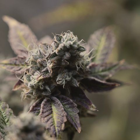 Wedding Cake growlog photo: Last day before 4 day flush 2

1  days with lights on then 72 hrs of darkness 