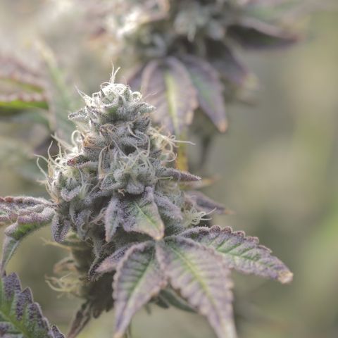 Wedding Cake growlog photo: Last day before 4 day flush 2

1  days with lights on then 72 hrs of darkness 