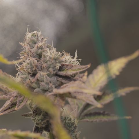 Wedding Cake growlog photo: Last day before 4 day flush 2

1  days with lights on then 72 hrs of darkness 