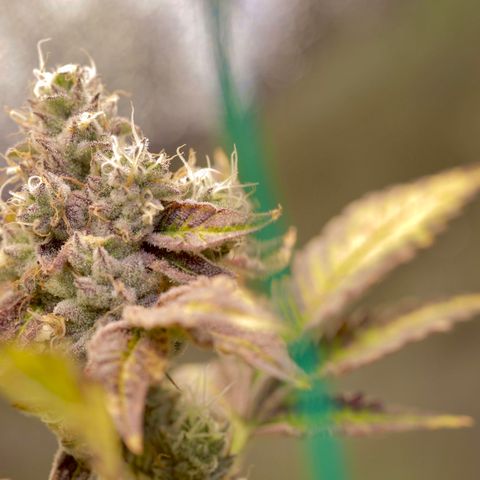 Wedding Cake growlog photo: Last day before 4 day flush 2

1  days with lights on then 72 hrs of darkness 