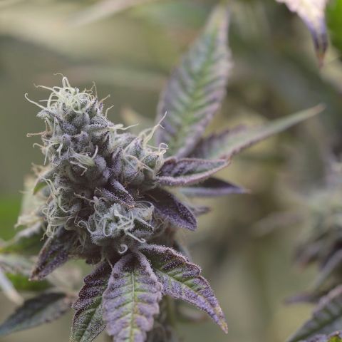 Wedding Cake growlog photo: Last day before 4 day flush 2

1  days with lights on then 72 hrs of darkness 