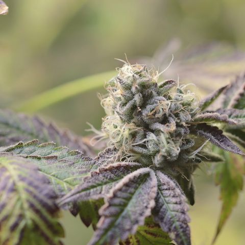 Wedding Cake growlog photo: Last day before 4 day flush 2

1  days with lights on then 72 hrs of darkness 