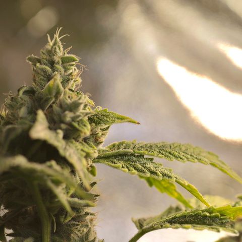 Purple Tahoe Alien growlog photo: Last day before 4 day flush. 1 day with lights and 3 days without