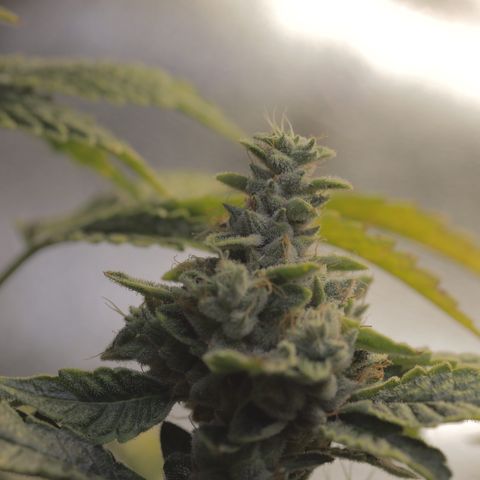 Purple Tahoe Alien growlog photo: Last day before 4 day flush. 1 day with lights and 3 days without
