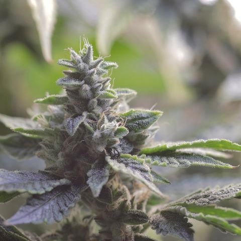 Purple Tahoe Alien growlog photo: Last day before 4 day flush. 1 day with lights and 3 days without