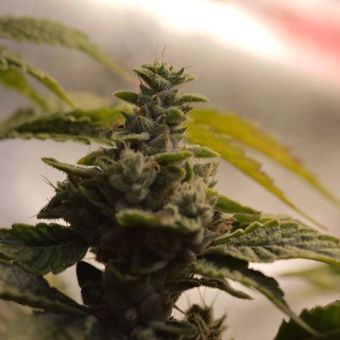 Purple Tahoe Alien growlog photo: Last day before 4 day flush. 1 day with lights and 3 days without