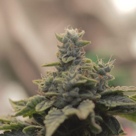 Purple Tahoe Alien growlog photo: Last day before 4 day flush. 1 day with lights and 3 days without