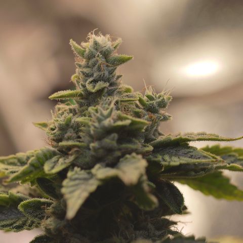 Purple Tahoe Alien growlog photo: Last day before 4 day flush. 1 day with lights and 3 days without