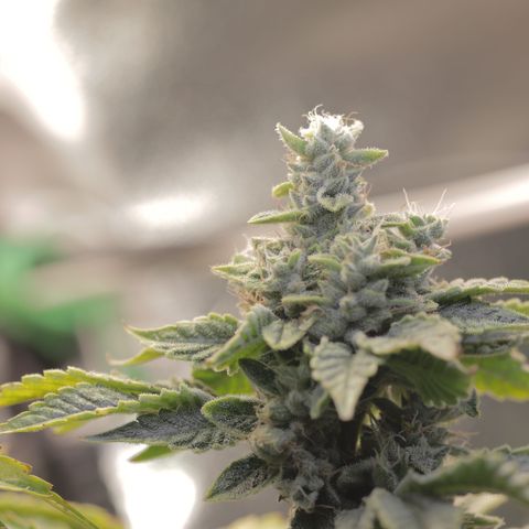 Purple Tahoe Alien growlog photo: Last day before 4 day flush. 1 day with lights and 3 days without