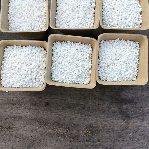 Buddha Sess growlog photo: Started with 9 seeds, 6 popped. Planted them in biodegradable pots filled with perlite. Placed in big tent.