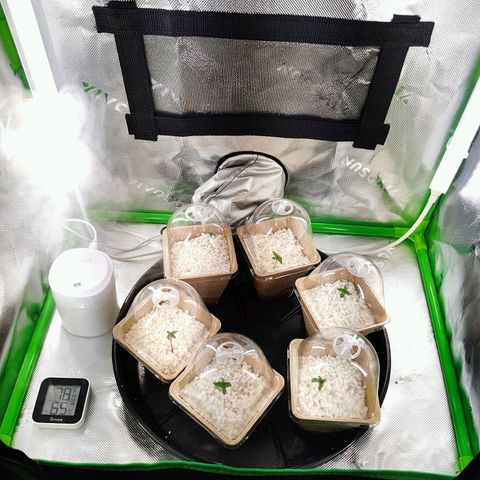 Buddha Sess growlog timeline photo