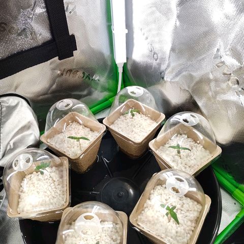 Buddha Sess growlog timeline photo