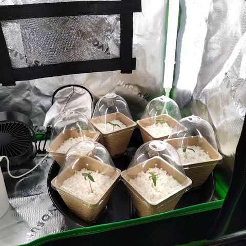 Buddha Sess growlog timeline photo