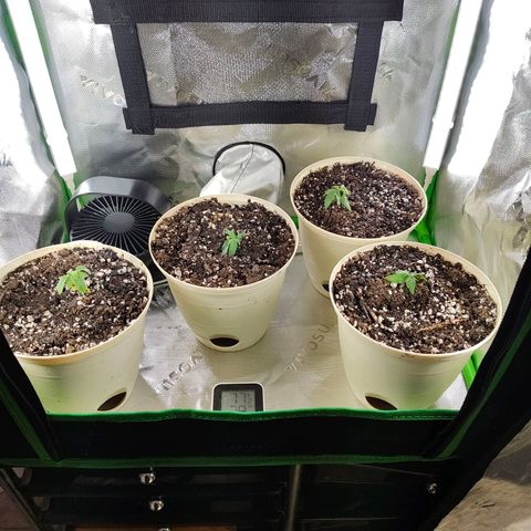 Buddha Sess growlog timeline photo