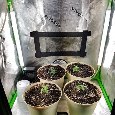Buddha Sess growlog timeline photo