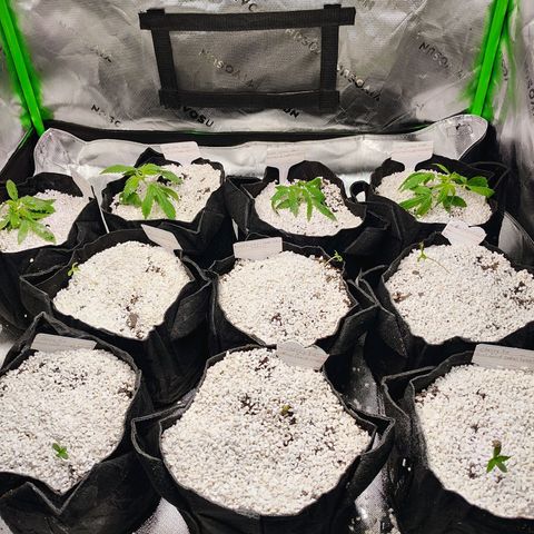 Runtz x Girl Scout Cookies Extreme  growlog timeline photo